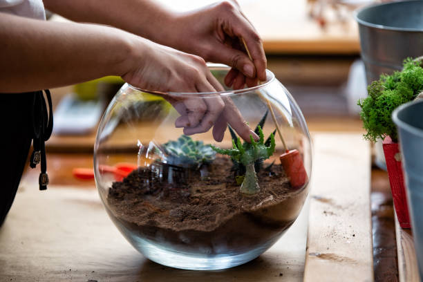 istock Woman hand terrarium succulent 1035486528