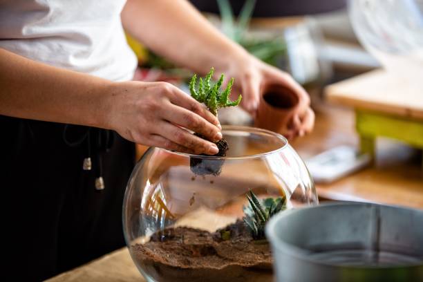 istock Woman hand terrarium succulent 1035486882