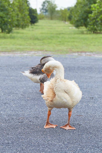 istock A gray goose walks on the grass 1035487036