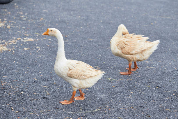 istock A gray goose walks on the grass 1035487926