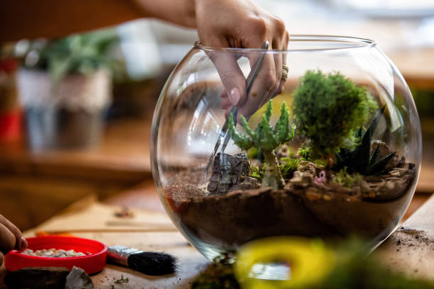 Woman hand terrarium succulent Woman designing her terrarium with succulents and cactus by hand terrarium stock pictures, royalty-free photos & images