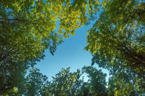 Crown of green trees against the blue sky