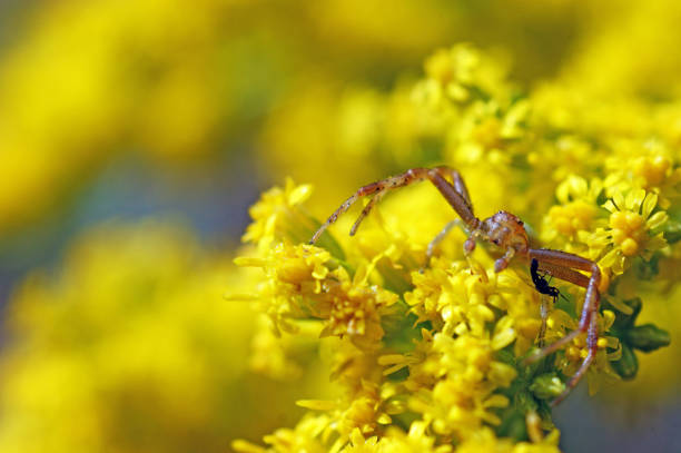 red and green Crab spider on yellow flowers with fly prey