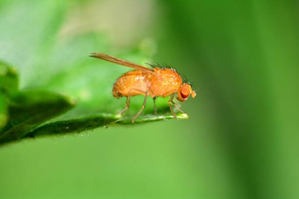 istock Fruit Fly on  the side in orange in green nature 1035496346