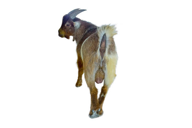boer goat stand show the rump