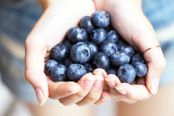 istock Blueberries, woman's hands holding bog whortleberry 1035497262