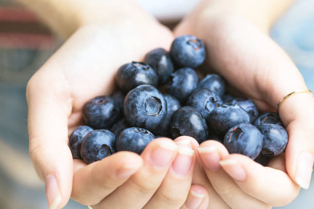 istock Blueberries, woman's hands holding bog whortleberry 1035497266