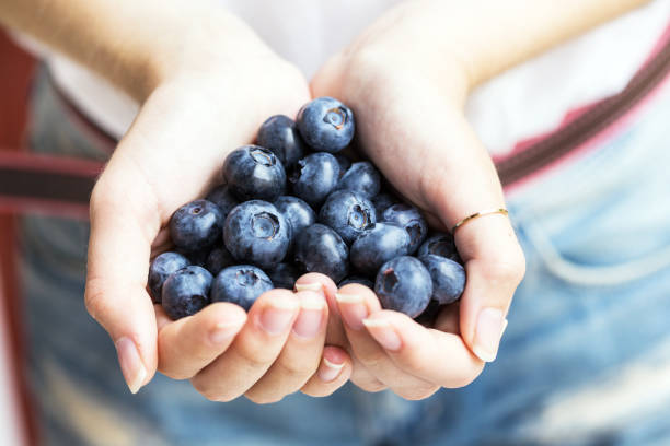 istock Blueberries, woman's hands holding bog whortleberry 1035497300