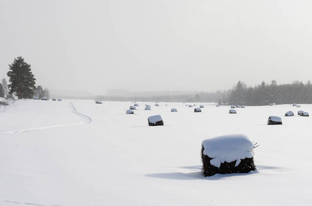 Snow-covered smooth field with curved road in light fog and rolls of hay in wintertime