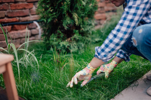 istock Senior woman cutting grass with scissors 1035500330
