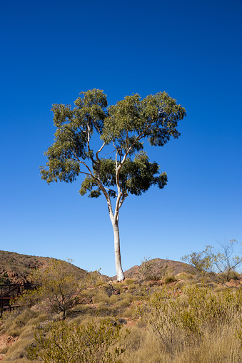 A ghost gum in the West macdonnel ranges stands against a brilliant desert blue sky in Northern territory