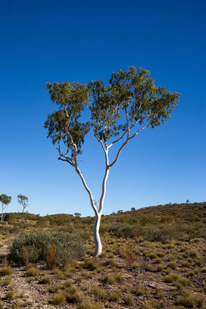istock A single white trunked ghost gum stands in the Australian desert 1035504402