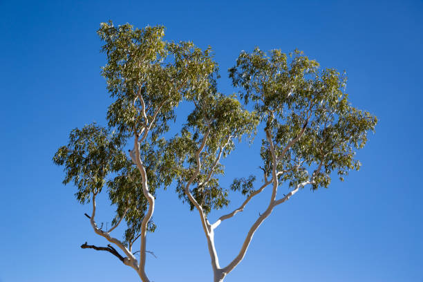 istock A single white trunked ghost gum stands in the Australian desert 1035504406