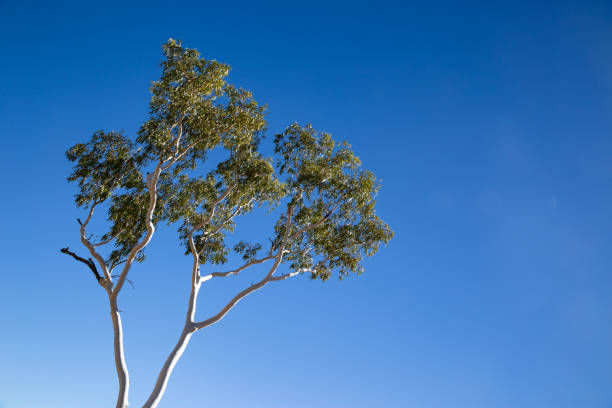 A ghost gum in the West macdonnel ranges stands against a brilliant desert blue sky in Northern territory