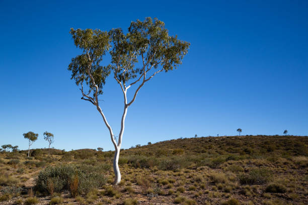 istock A single white trunked ghost gum stands in the Australian desert 1035504420