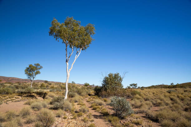 istock A single white trunked ghost gum stands in the Australian desert 1035504424
