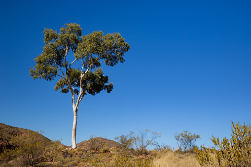 A ghost gum in the West macdonnel ranges stands against a brilliant desert blue sky in Northern territory