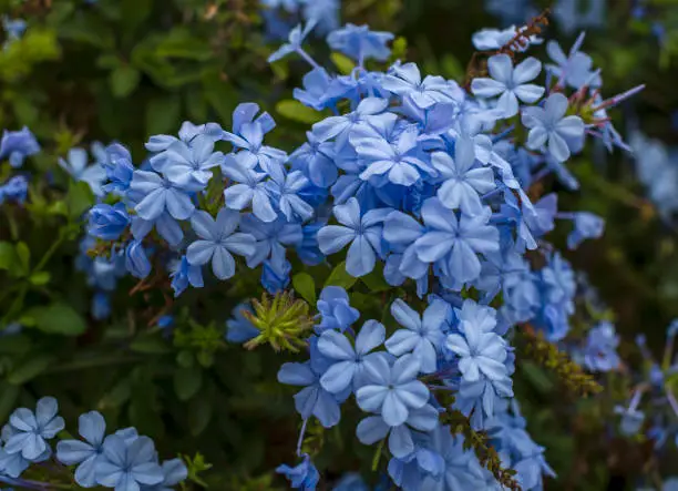 Branch of blossoming plumbago auriculata , beautiful gentle blue flowers