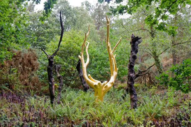 Photo of The Golden Tree in Broceliande Forest - Paimpont Forest - Brittany - France