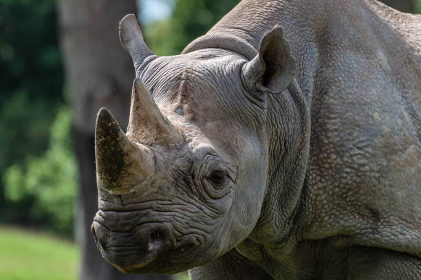 A close-up of a captive black rhinoceros A profile image of a black rhinoceros in captivity at the zoo. prehensile tail stock pictures, royalty-free photos & images