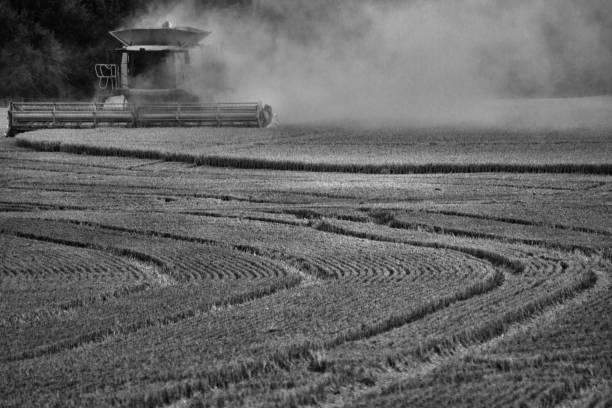Wheat field in summer during harvesting