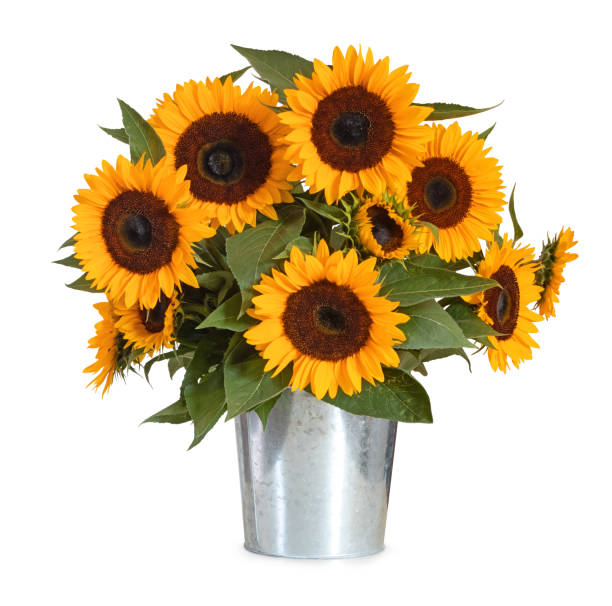 a beautiful sunflower bouquet isolated on white background, including clipping path. germany - sunflower side view yellow flower imagens e fotografias de stock