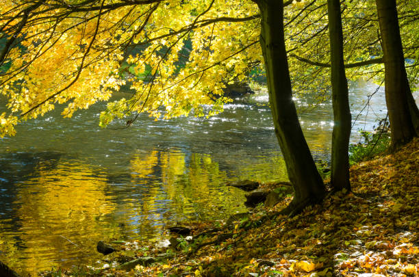 istock maple trees in autumn on a river in sunlight 1035518570