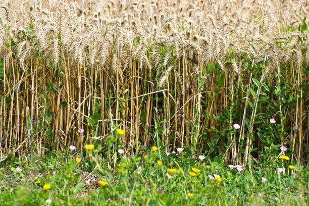 The edge of a wheat field with wild flowers growing beside the wheat in an English farm field in summer.