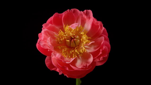 Peony Time Lapse