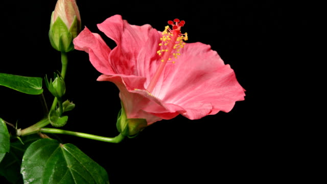 Pink Hibiscus Time Lapse