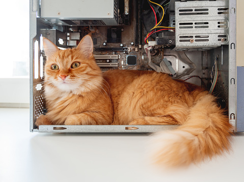 Travel Cat Computer System Cute Ginger Cat Lying Inside Computer System Unit Fluffy Pet Among ...