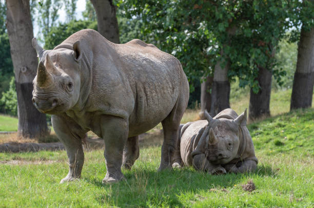 istock Two black rhinoceros in captivity. 1035523082
