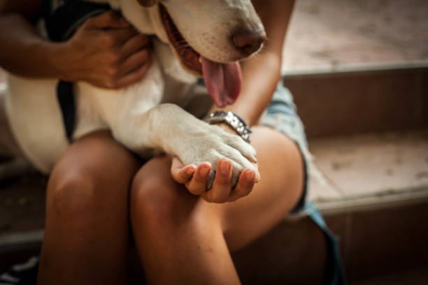 Safety. Dog paw and human hand are doing handshake. animal welfare photos stock pictures, royalty-free photos & images