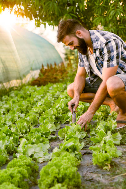 joven agricultor plantar plantas de semillero jóvenes - farmer salad fotografías e imágenes de stock