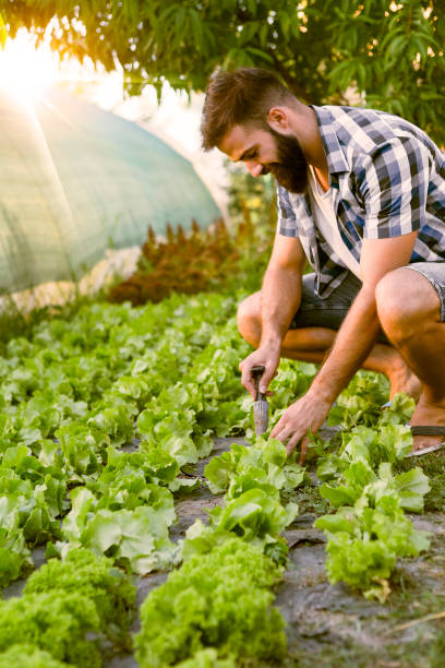 молодой фермер посадки молодых саженцев - farmer salad стоковые фото и изображения