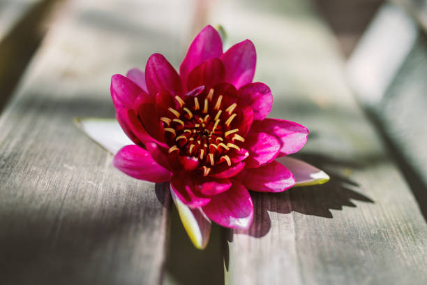 Flower of water lily on a wooden background