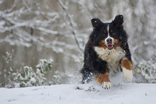dog bernese mountain running in the snow