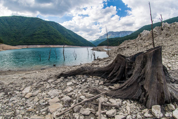 istock Old stump near lake 1035535326