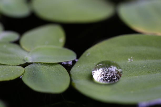 Water drops on leaves stock photo