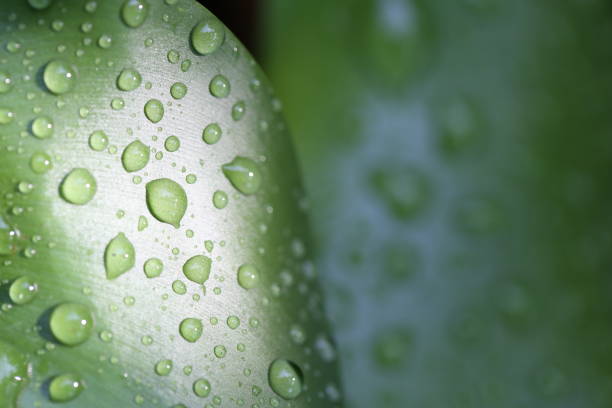 Water drops on leaves stock photo