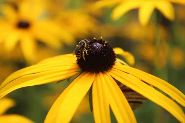 Macro photo, bee on yellow flower