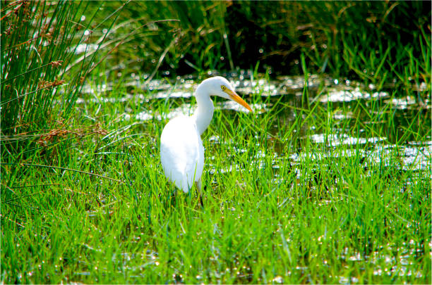 small white heron - 11911 imagens e fotografias de stock