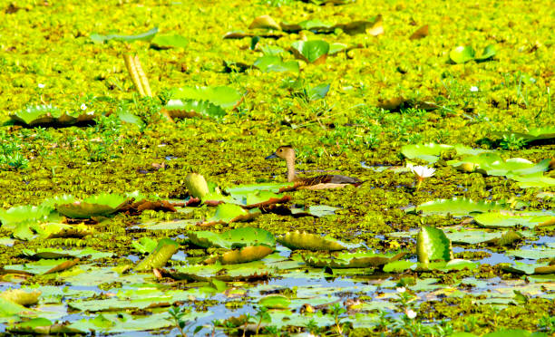 istock bird the Indian heron in a marsh grass 1035545364