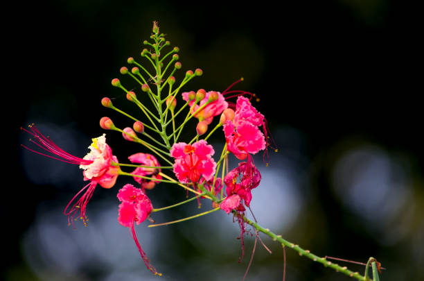 rouge des oiseaux de paradis fleurs d’une plante de l’inde - 16711 photos et images de collection