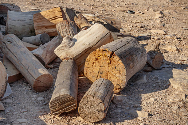 Different parts of sawn tree trunks