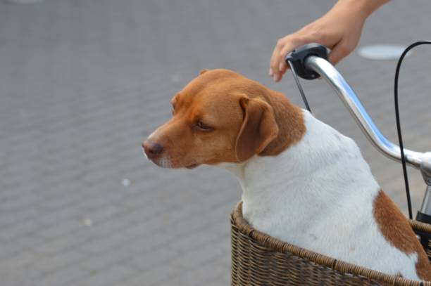 istock City dogs 1035551520