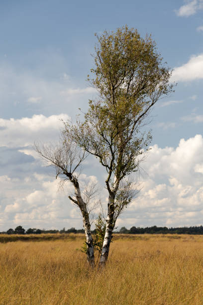 istock Single old birch tree in grassy wetland in Drenthe, The Netherlands 1035554820