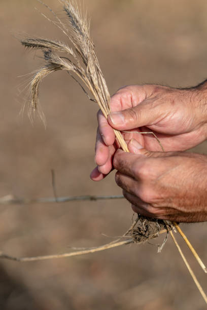 istock Male hands holding golden wheat ears 1035560828