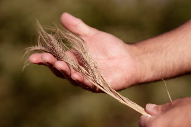 istock Male hands holding golden wheat ears 1035560870