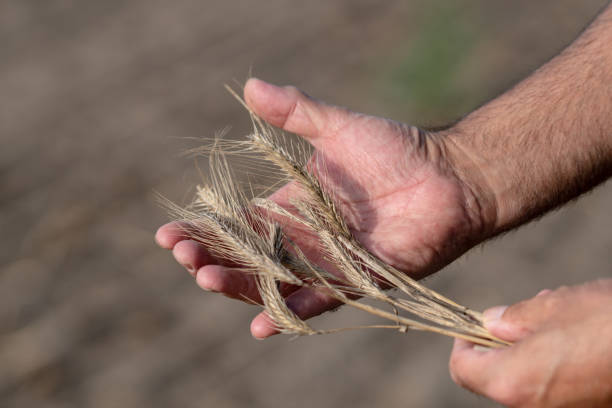 istock Male hands holding golden wheat ears 1035560886